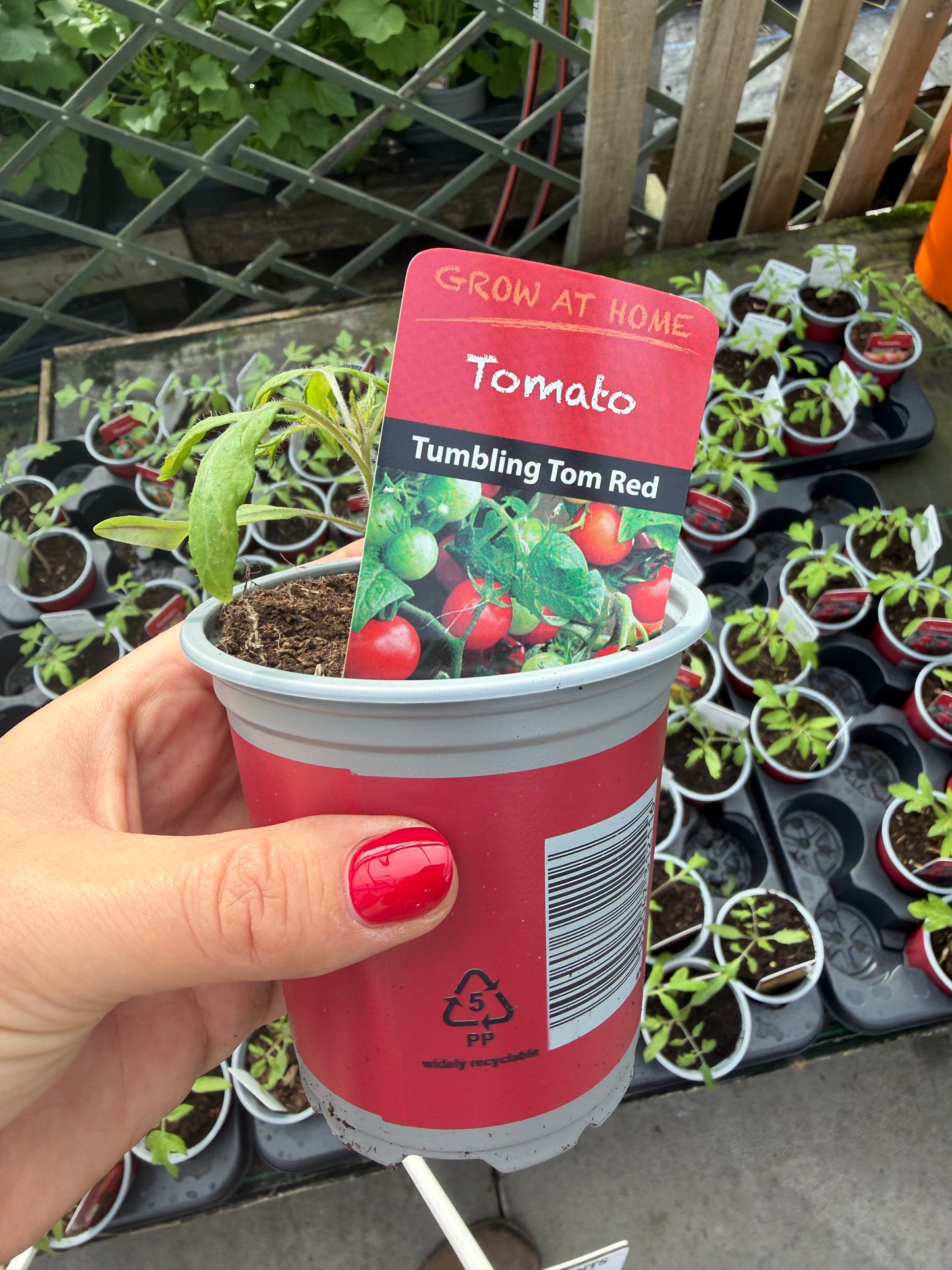 Tomato Tumbling Tom Red