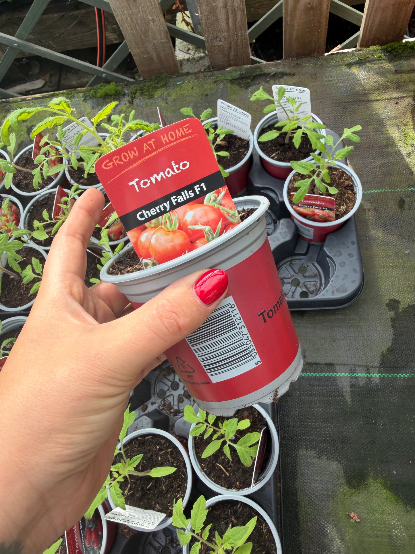 Tomato Cherry Falls