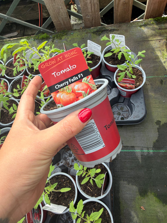 Tomato Cherry Falls