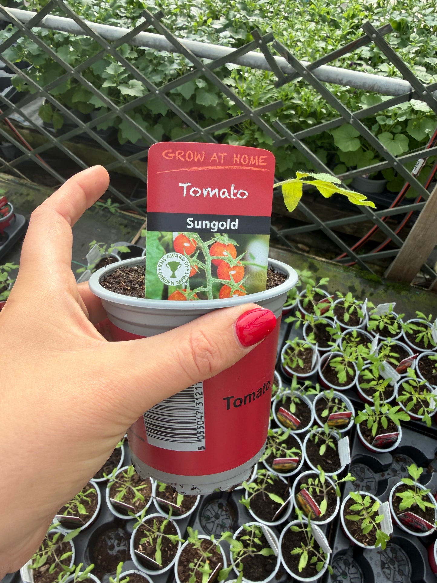 Tomato Sungold