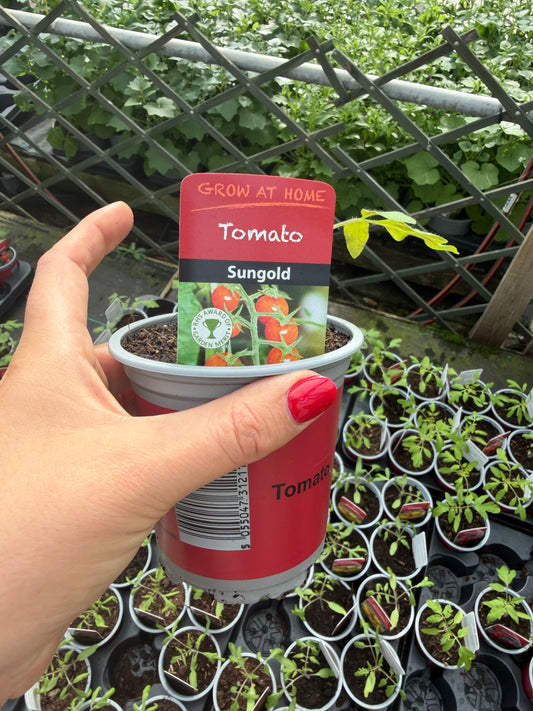 Tomato Sungold