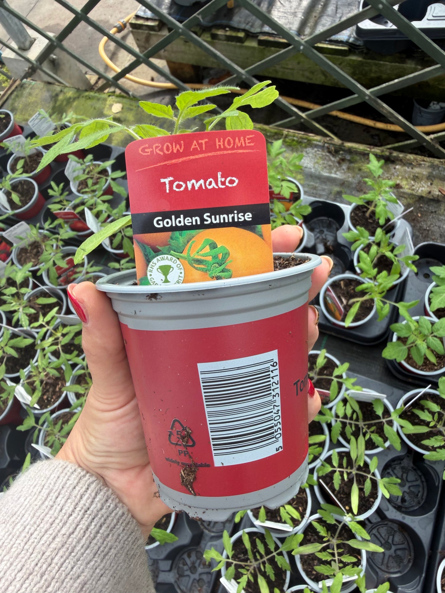 Tomato Golden Sunrise