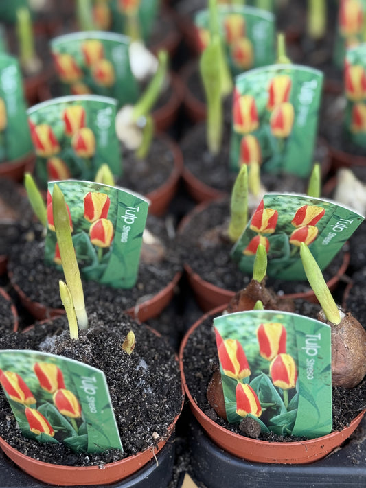 Tulip Bulbs Red/ Yellow