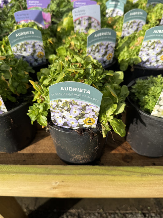 Aubrieta Florado Blue Blush Bicolour