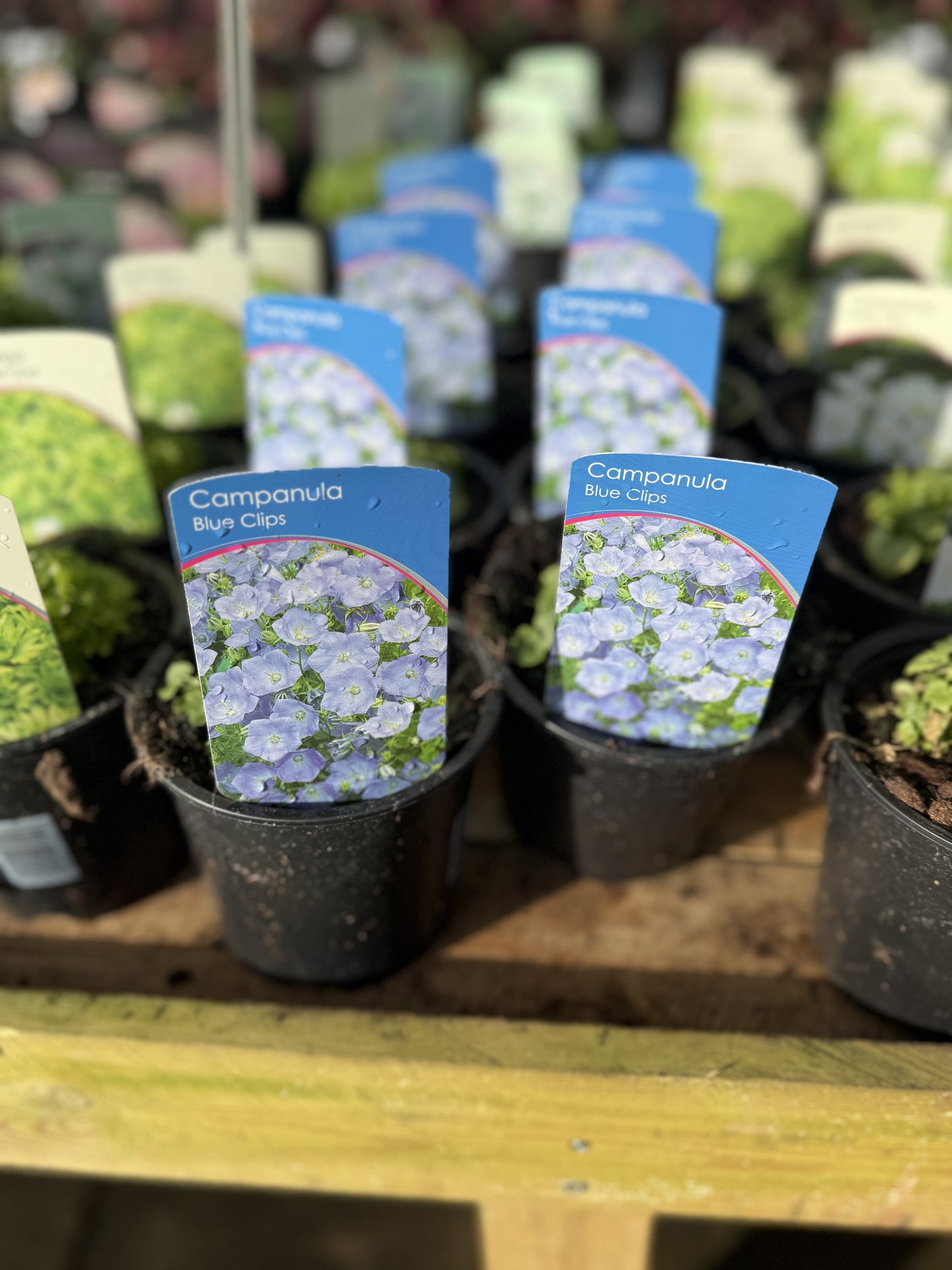 Campanula Blue Clips