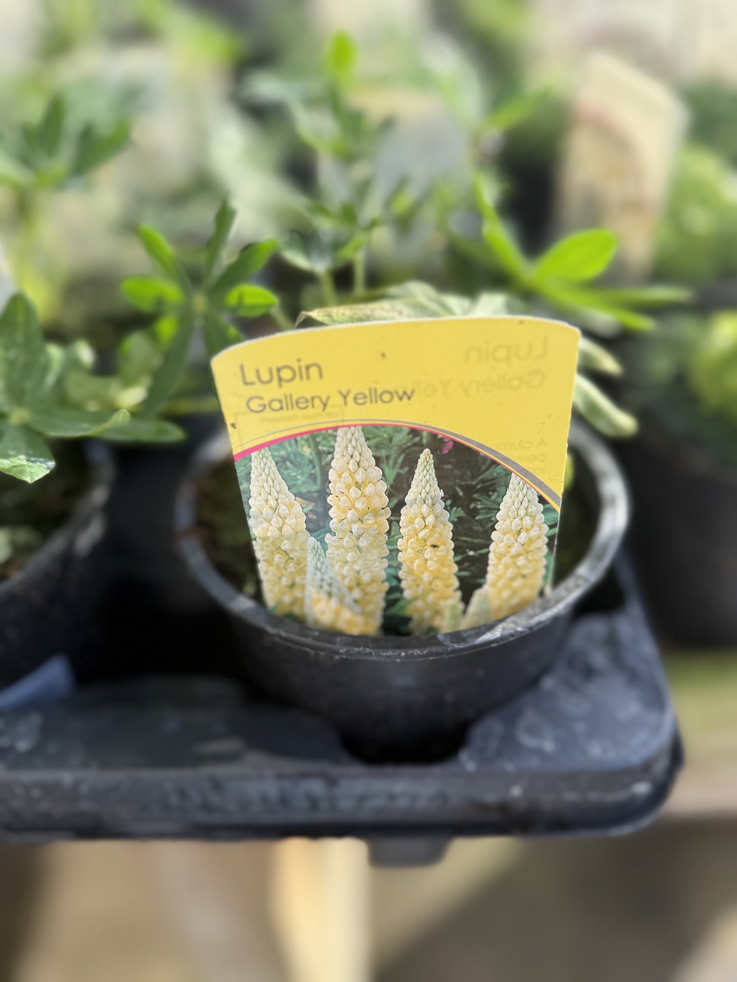 Lupin, Gallery Yellow