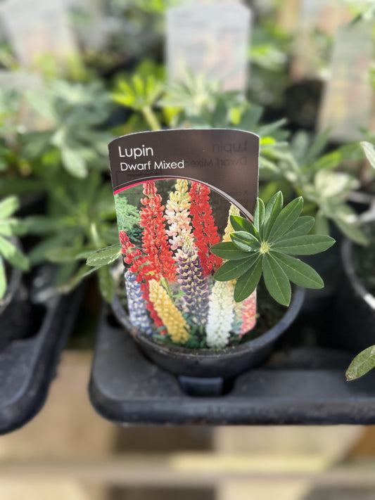 Lupin, Dwarf Mixed