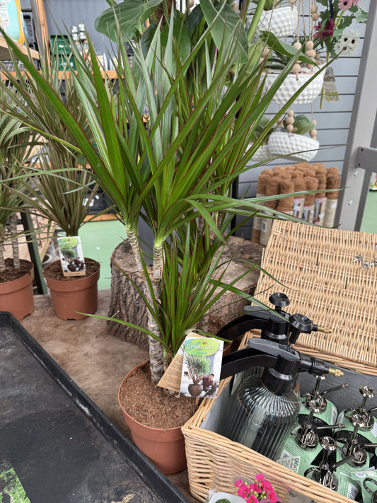 Dracaena 'Dragon Tree'