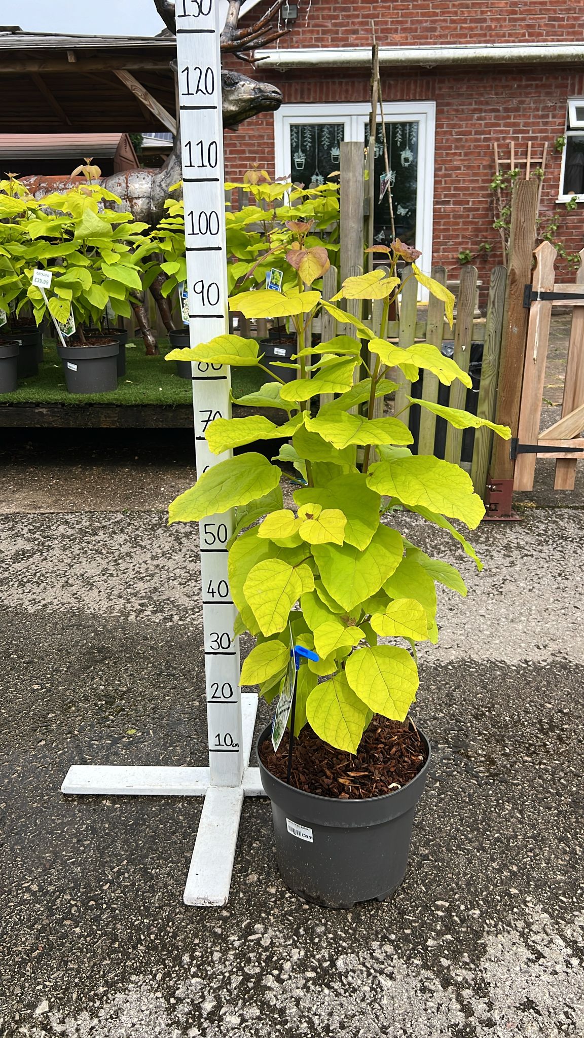 Catalpa Aurea