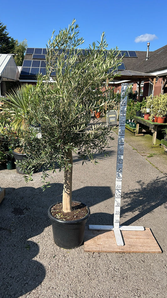 Olive Tree (Local Delivery Only)