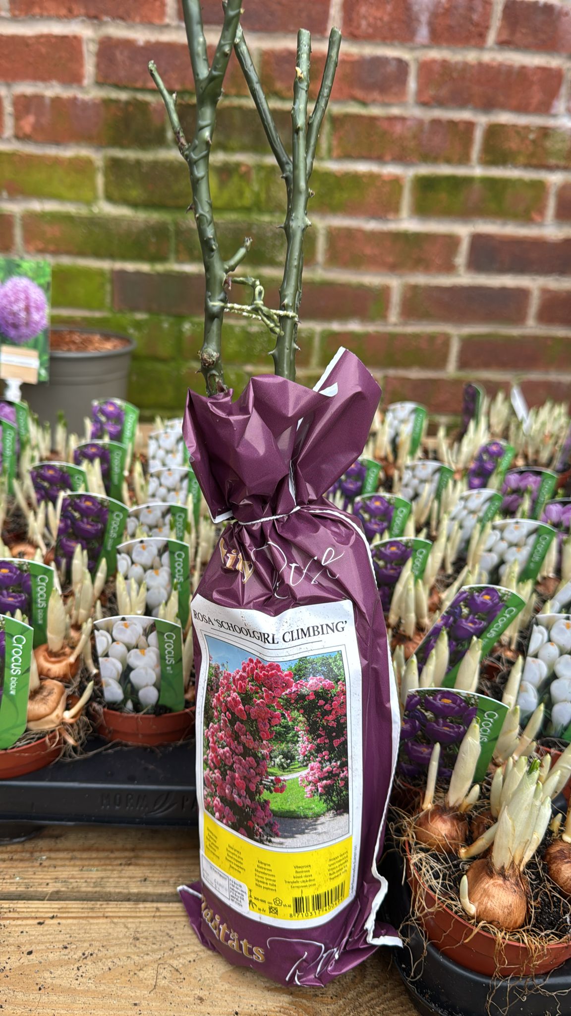 Bare Root, 'School Girl' Climbing Rose