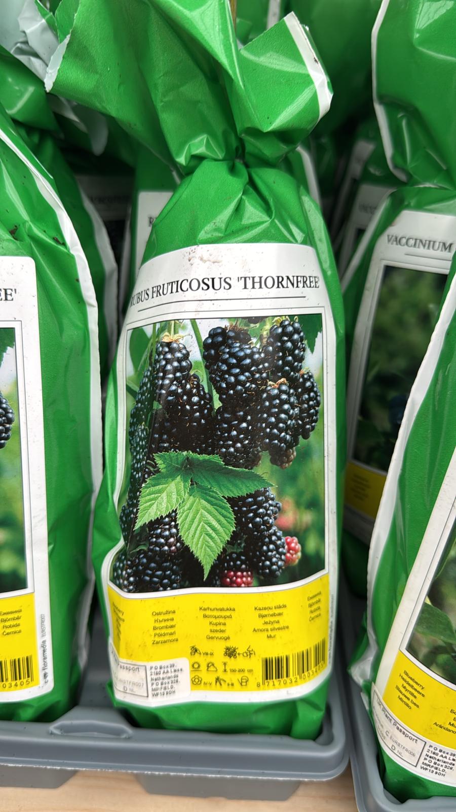 Bare Root, Thorn Free Blackberry Bush (Local Delivery Only)