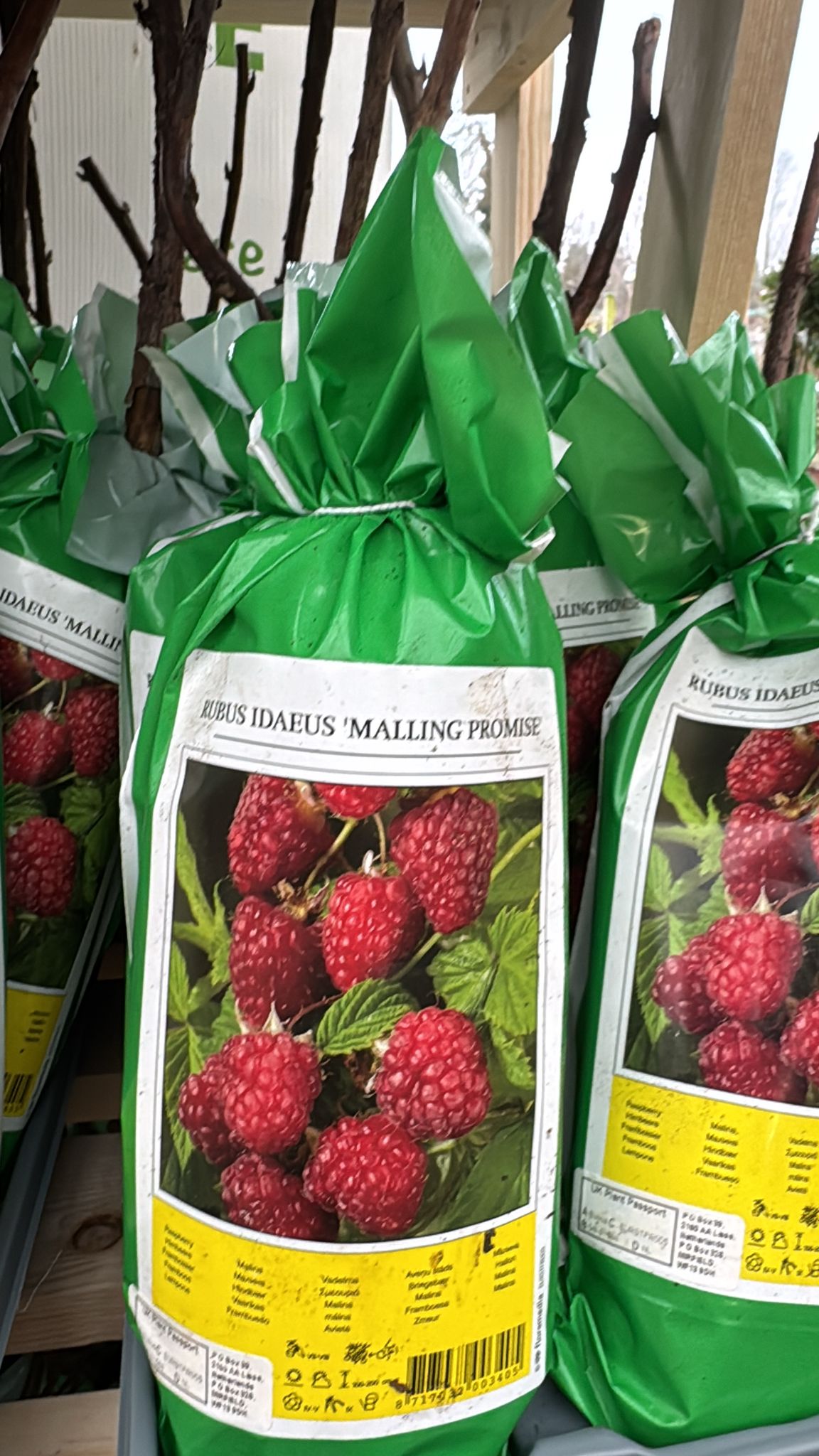 Bare Root, Raspberry Bush 'Malling Promise (Local Delivery Only)