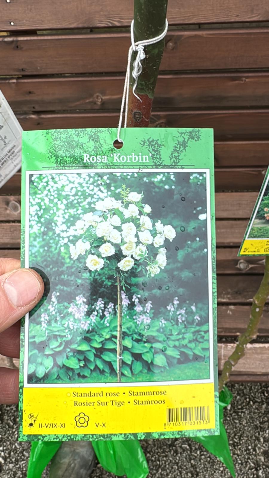 Bare Root Rose Bush 'Rosa Korbin' (Local Delivery Only)