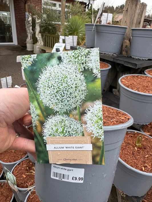 Allium White Giant