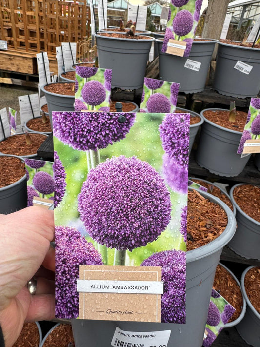 Allium 'Ambassador'