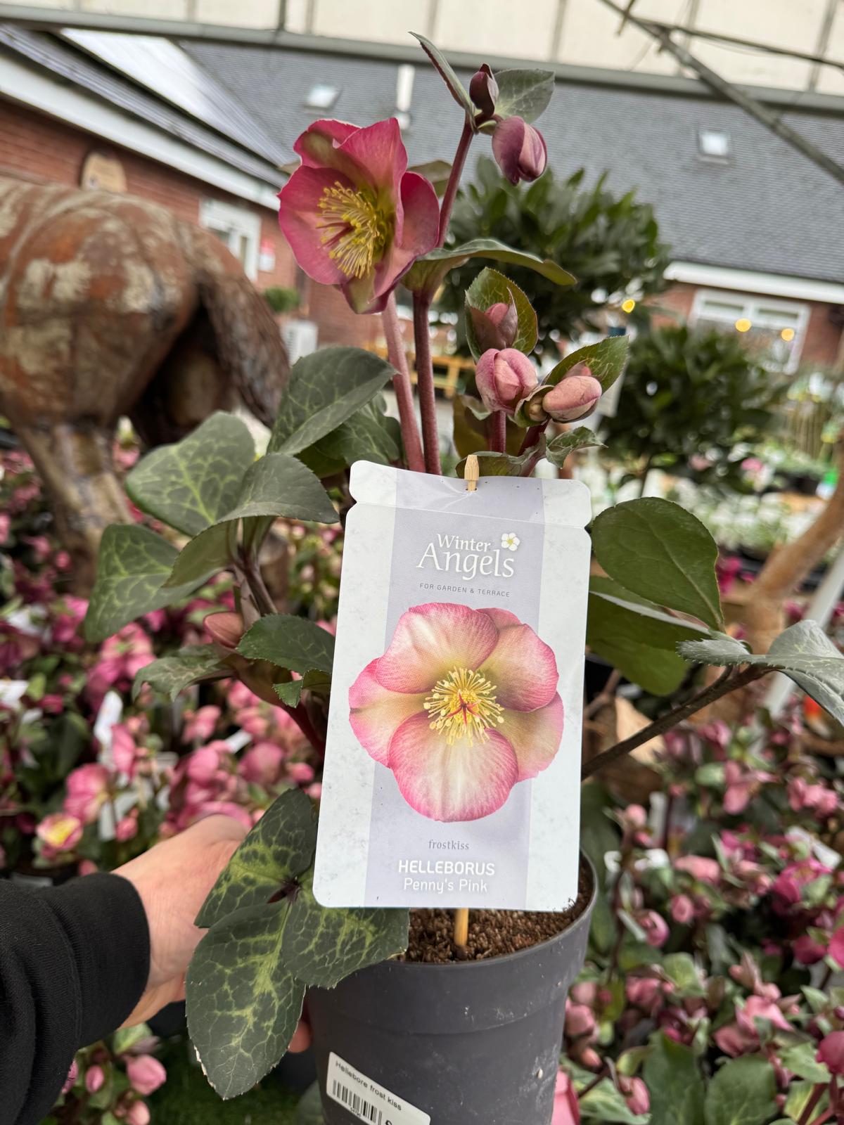 Hellebore Penny's Pink