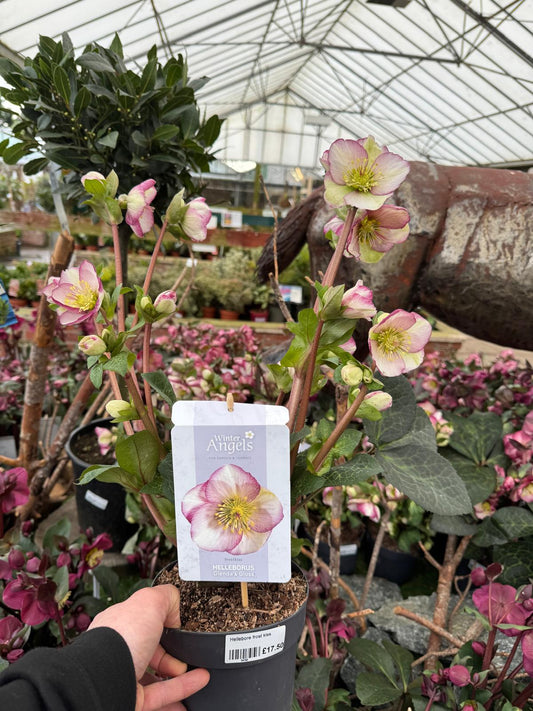 Hellebore 'Glenda's Gloss'