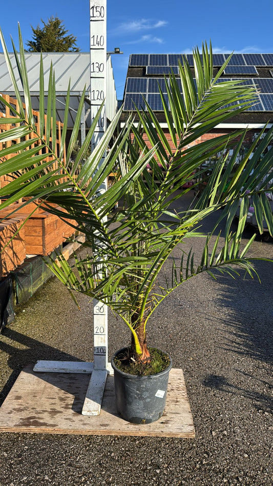 Phoenix Palm