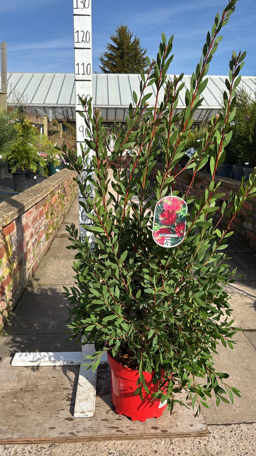 Callistemon Laevis