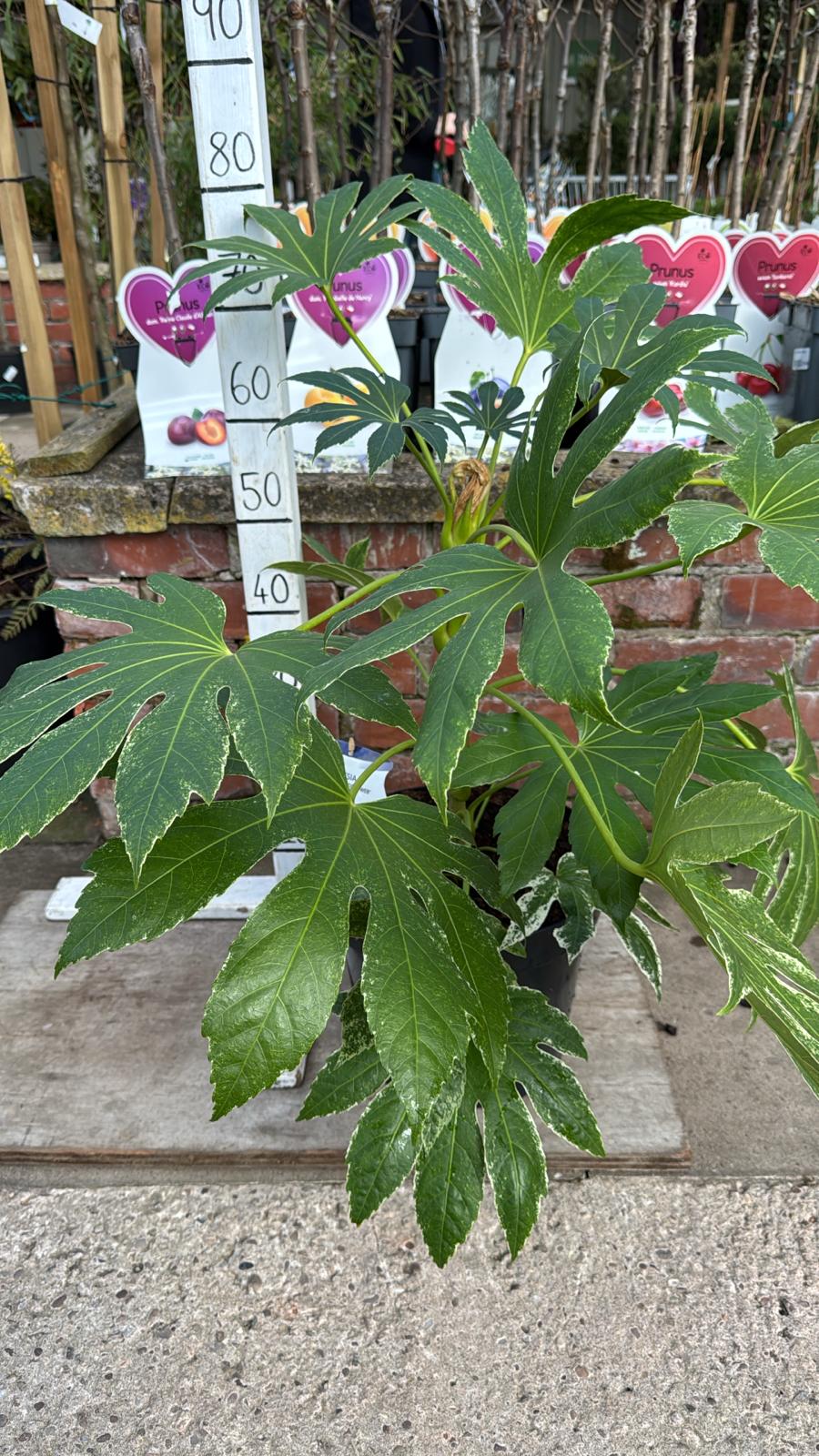 Fatsia Japonica 'Spiders Web'