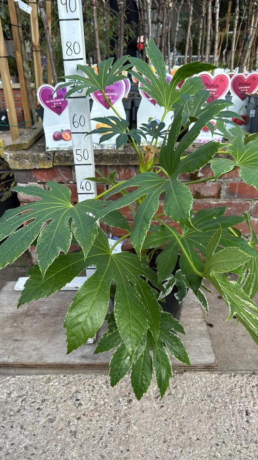 Fatsia Japonica 'Spiders Web'