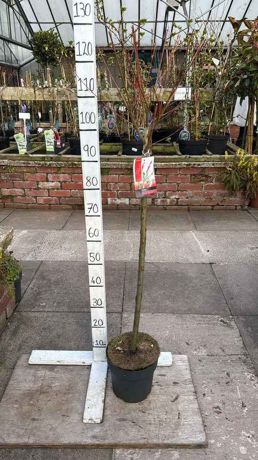 Salix Flamingo 80cm