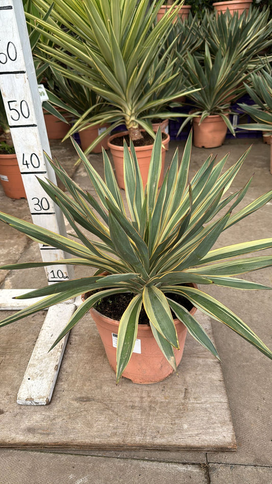 Yucca Variegata
