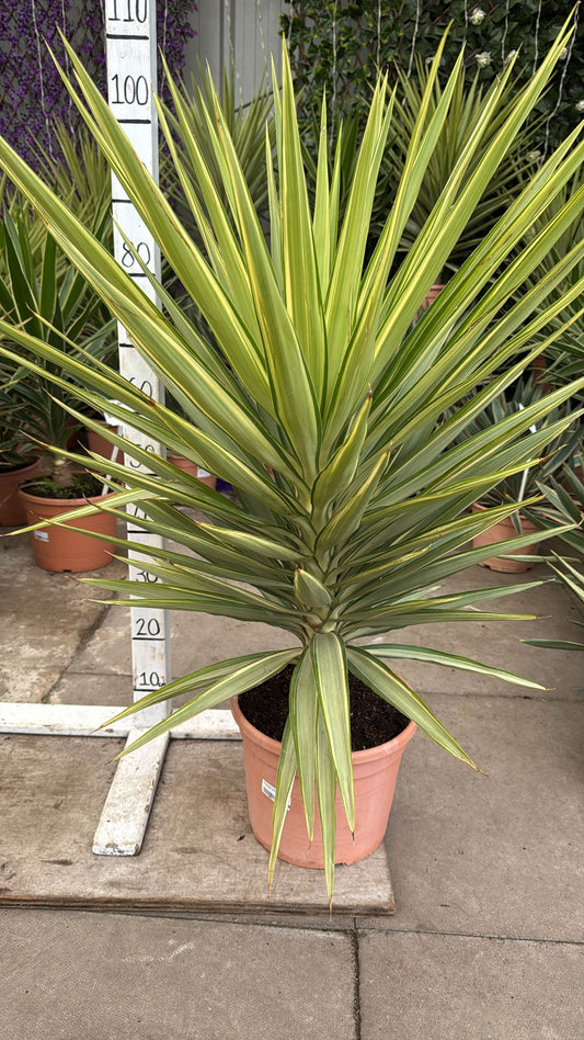 Yucca Jewel