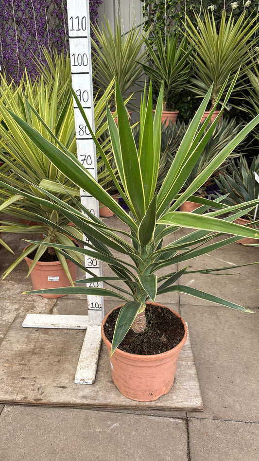 Yucca Puck