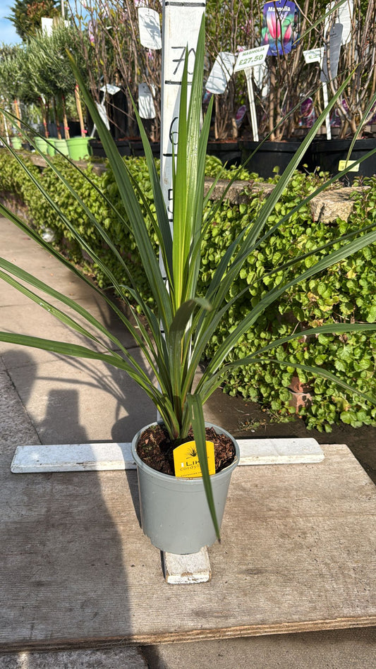 Cordyline Peko 2L