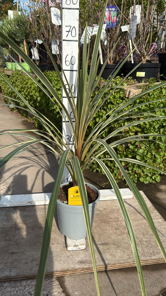 Cordyline Torbay Dazzler