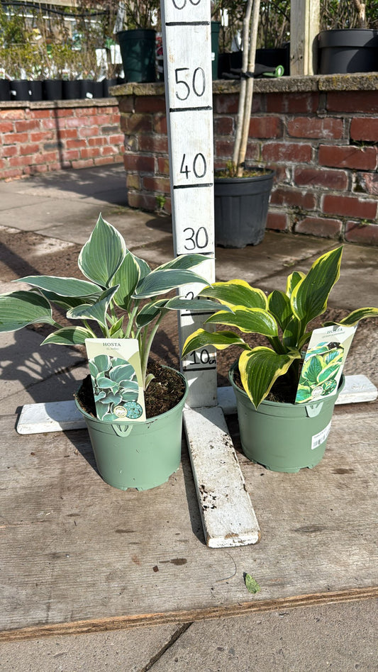 Hosta 2L