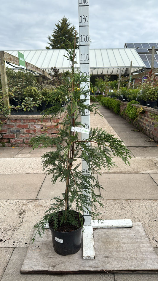 Green Leylandii 5L Pot
