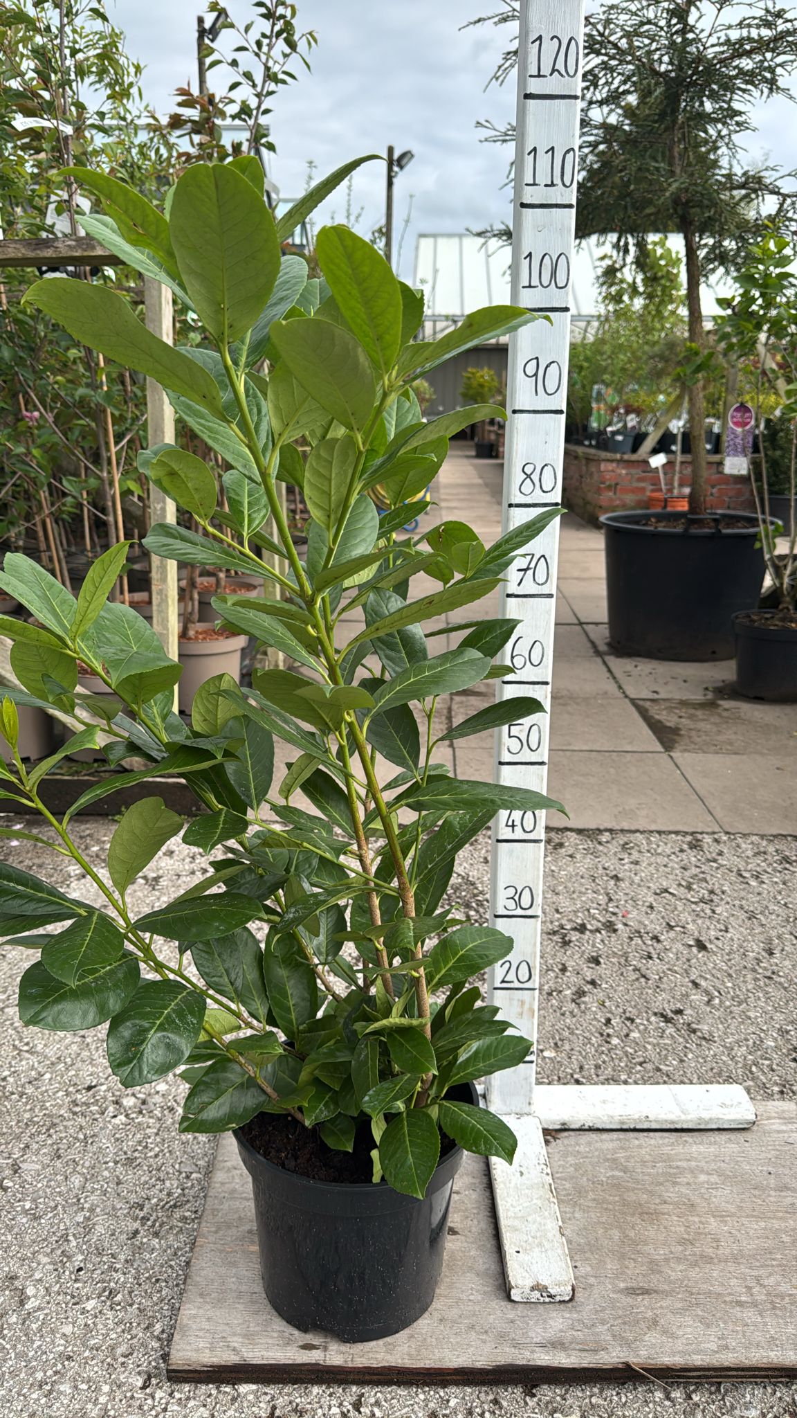 Prunus Rotundifolia (Cherry Laurel) 7.5L pot