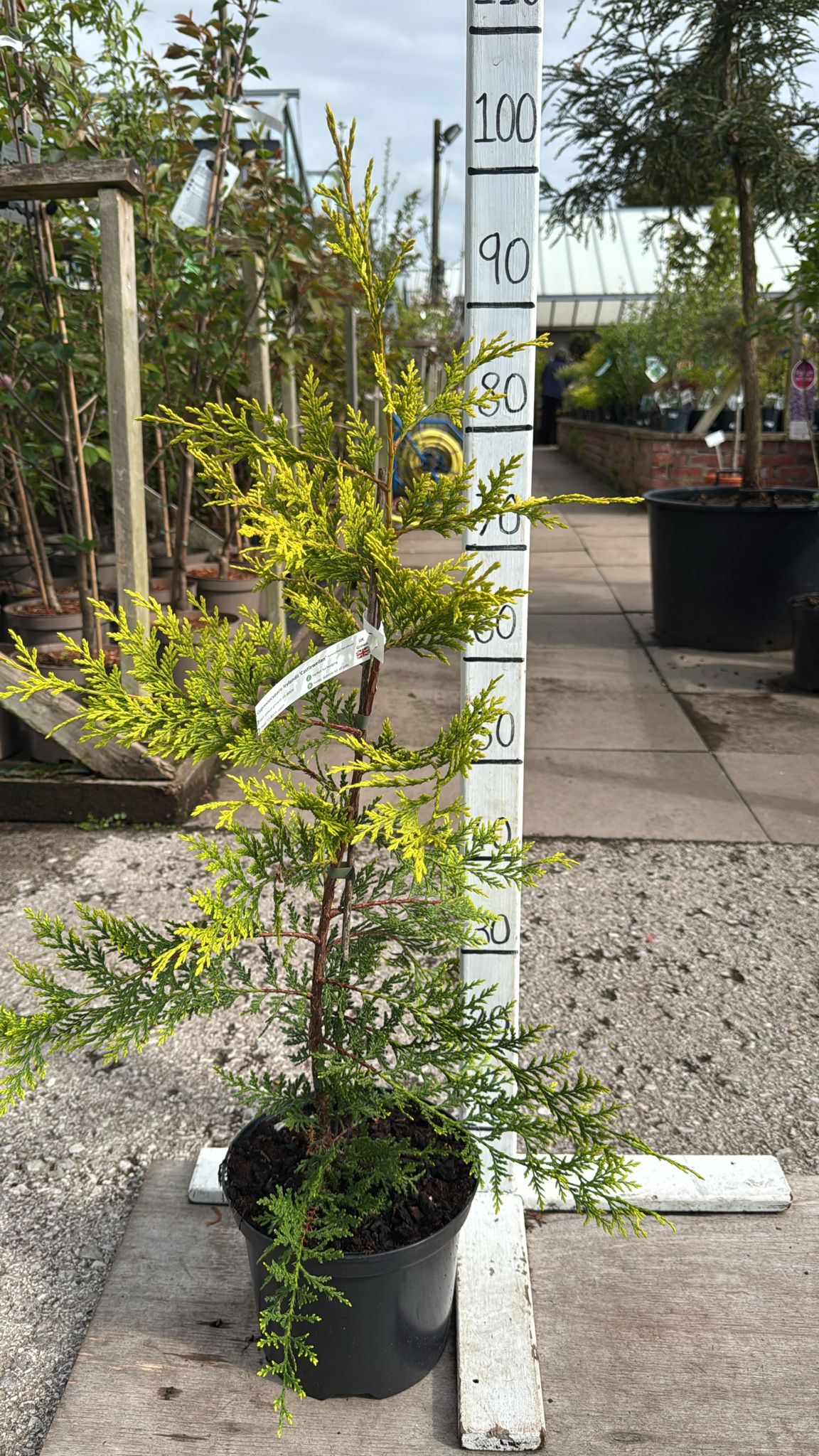Cupressocyparis Leylandii Castlewellan Gold 5L