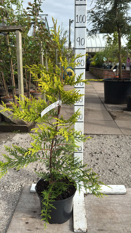Cupressocyparis Leylandii Castlewellan Gold 5L