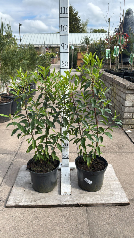 Prunus Lustanica (Portuguese Laurel) 5L