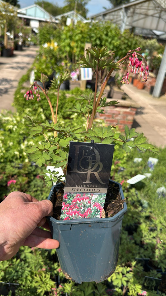 Dicentra Bleeding Heart 2L Pot