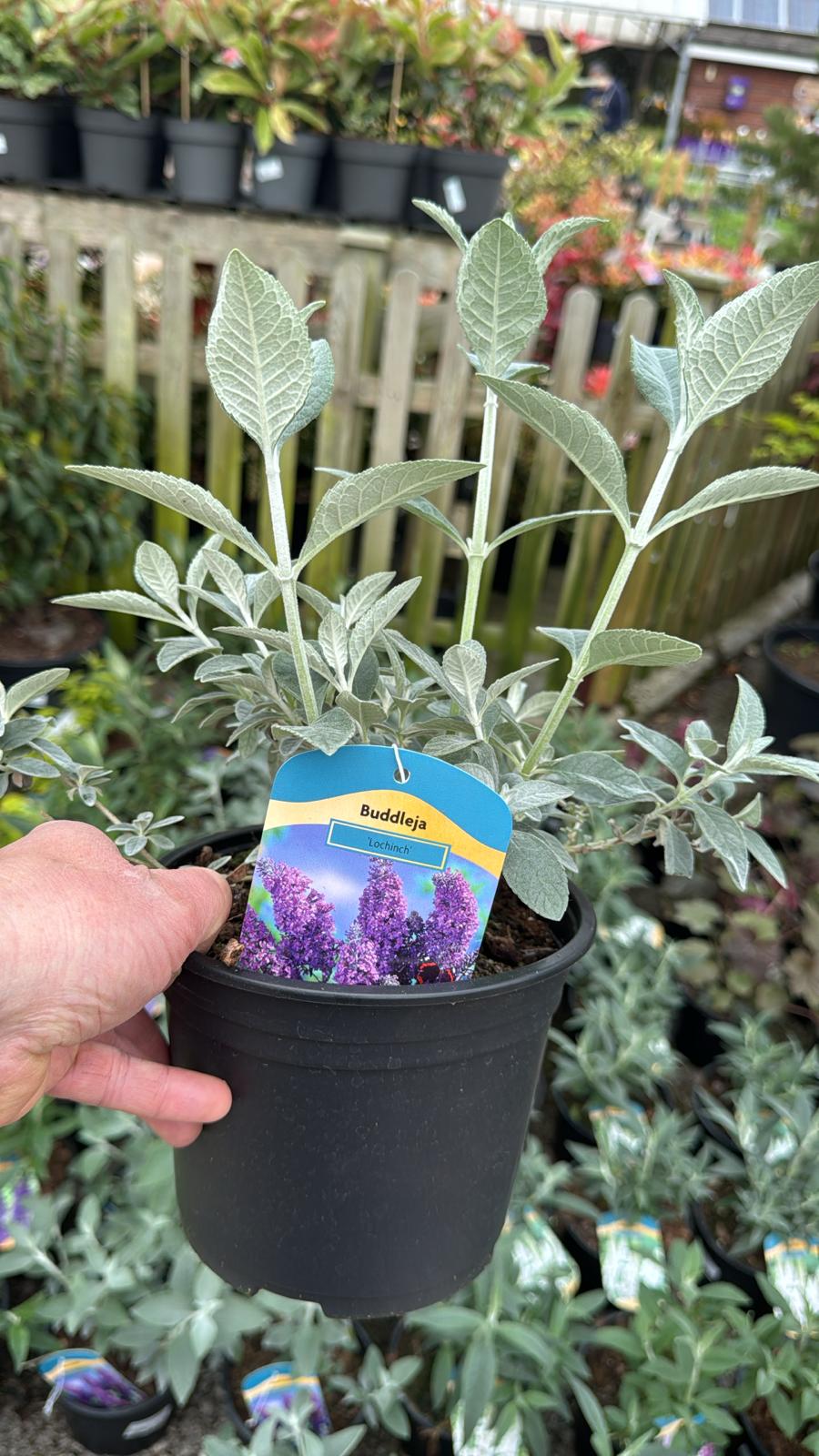 Buddleja  Lochinch 2L
