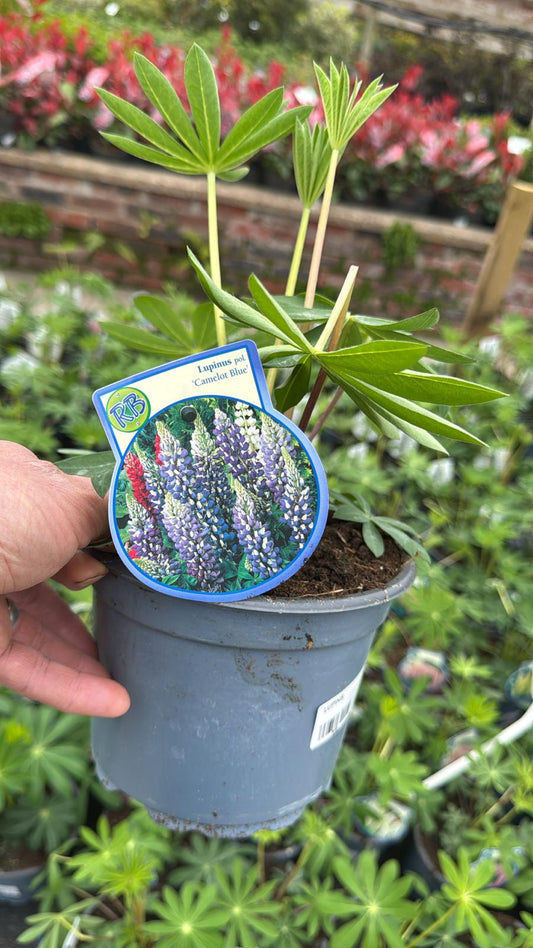 lupin Camelot Blue 2L