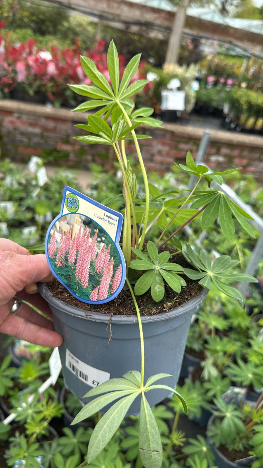 Lupin Camelot Rose 2L