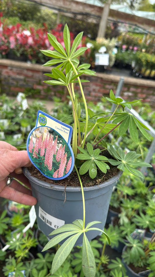 Lupin Camelot Rose 2L