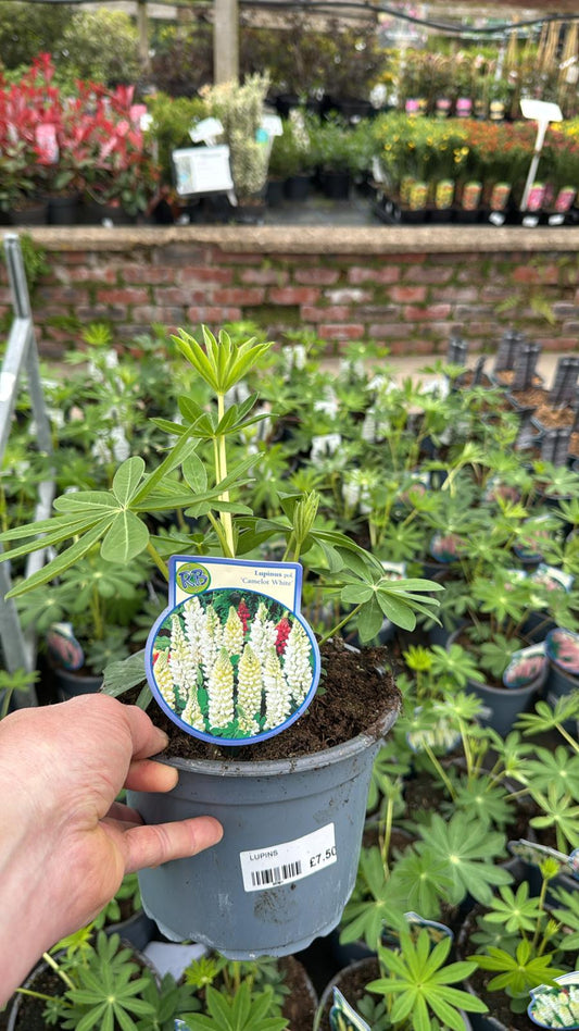 Lupin Camelot White 2L