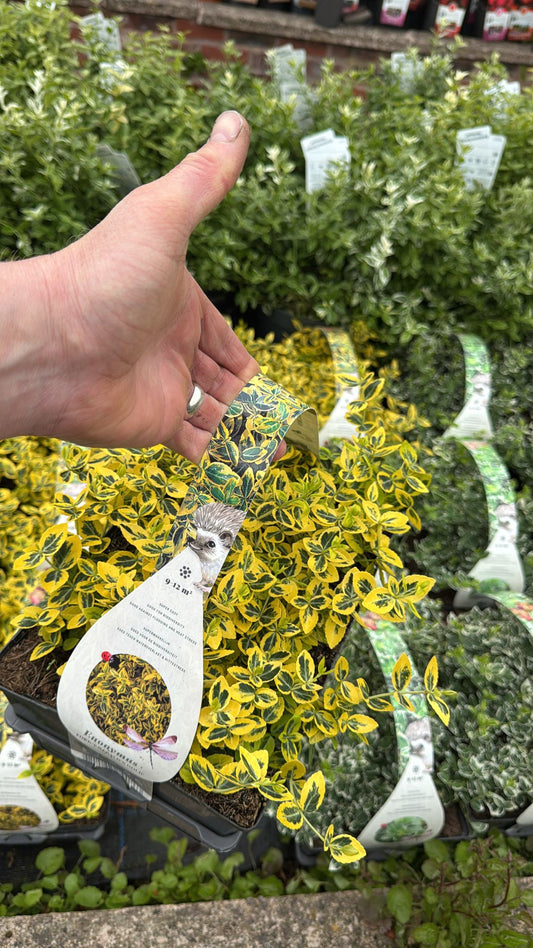 6 Pack Euonymus Emerald Gold
