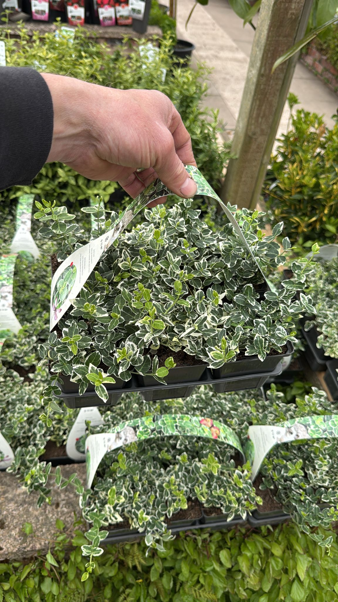 6 Pack Euonymus Emerald Gaiety