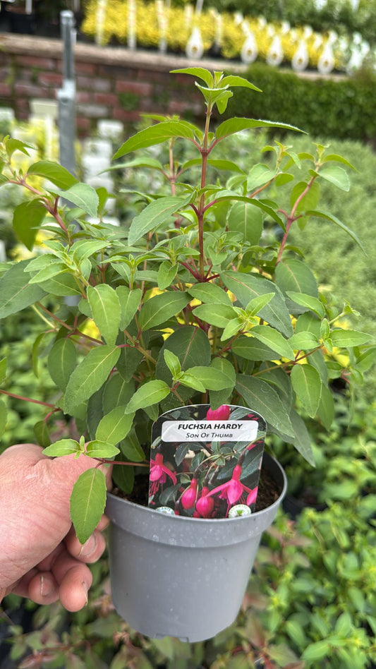 Hardy Fuchsia 'Son of Thumb'