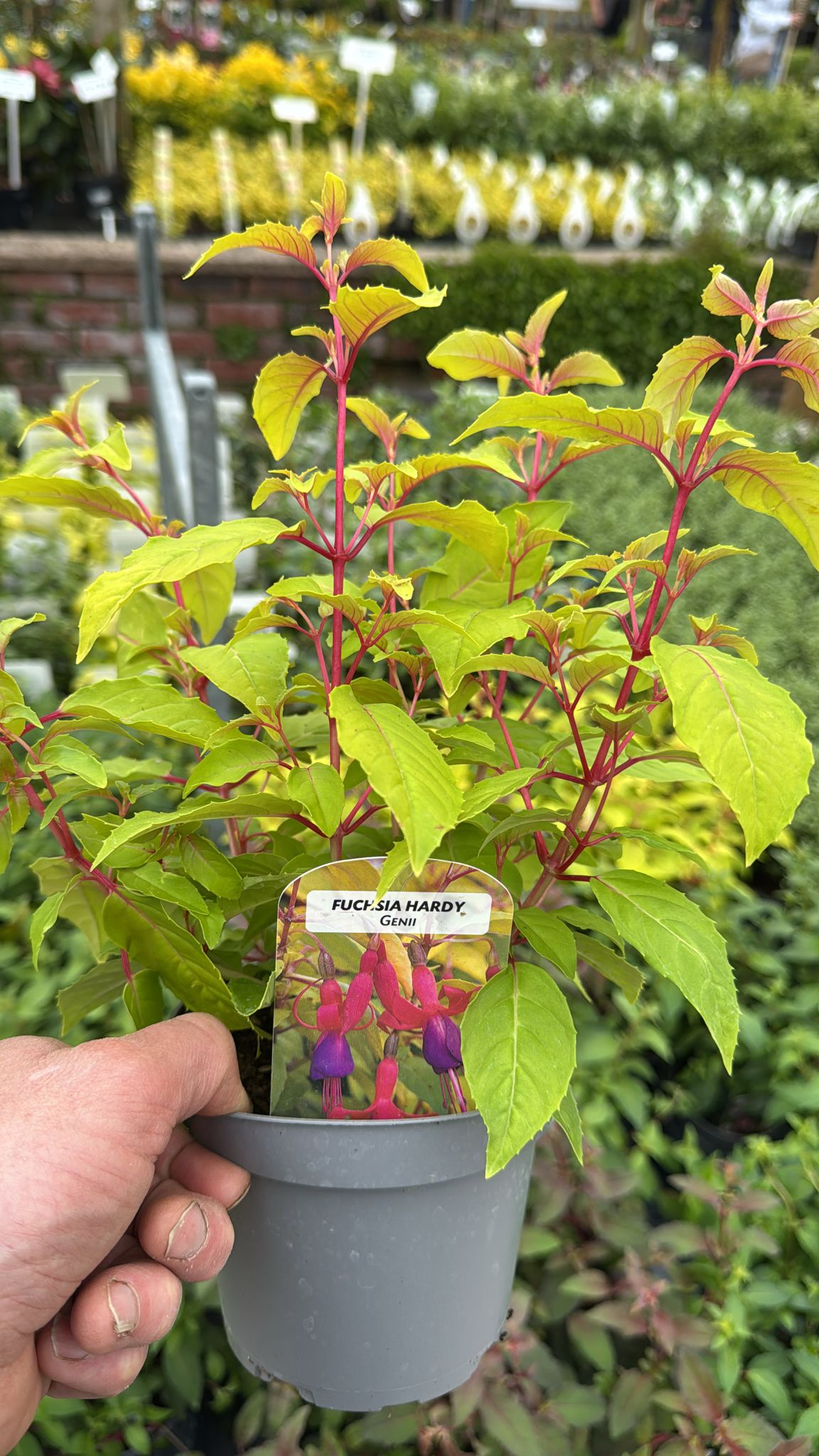 Hardy Fuchsia 'Genii' 1L
