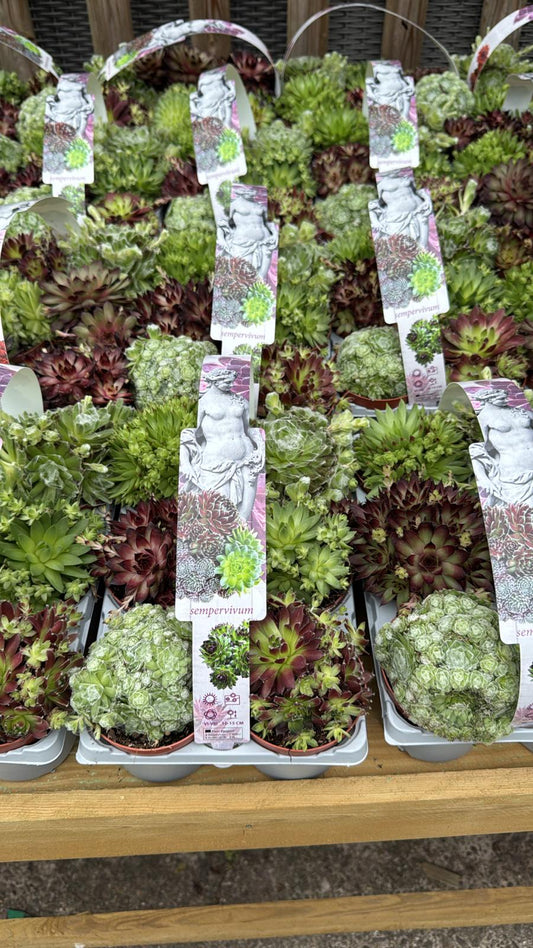 6 Pack Sempervivum