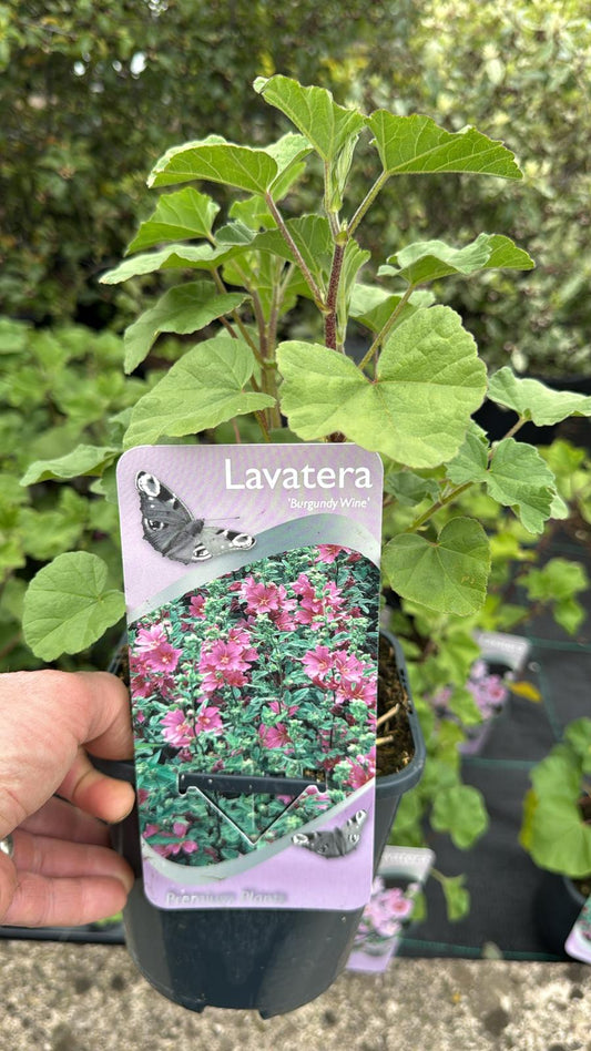 Lavetera 'Burgundy Wine' 2L
